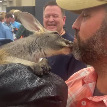 Donald Trump Jr. gets kisses from a Baby Kangaroo!