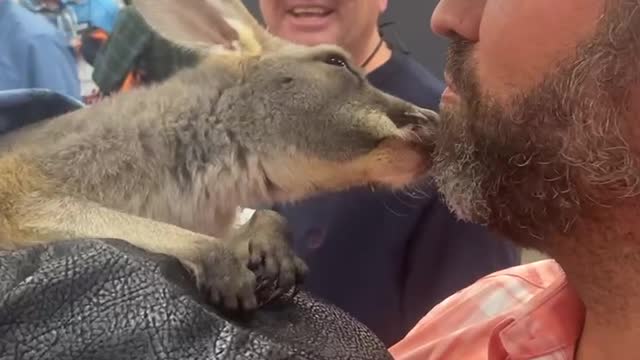 Donald Trump Jr. gets kisses from a Baby Kangaroo!