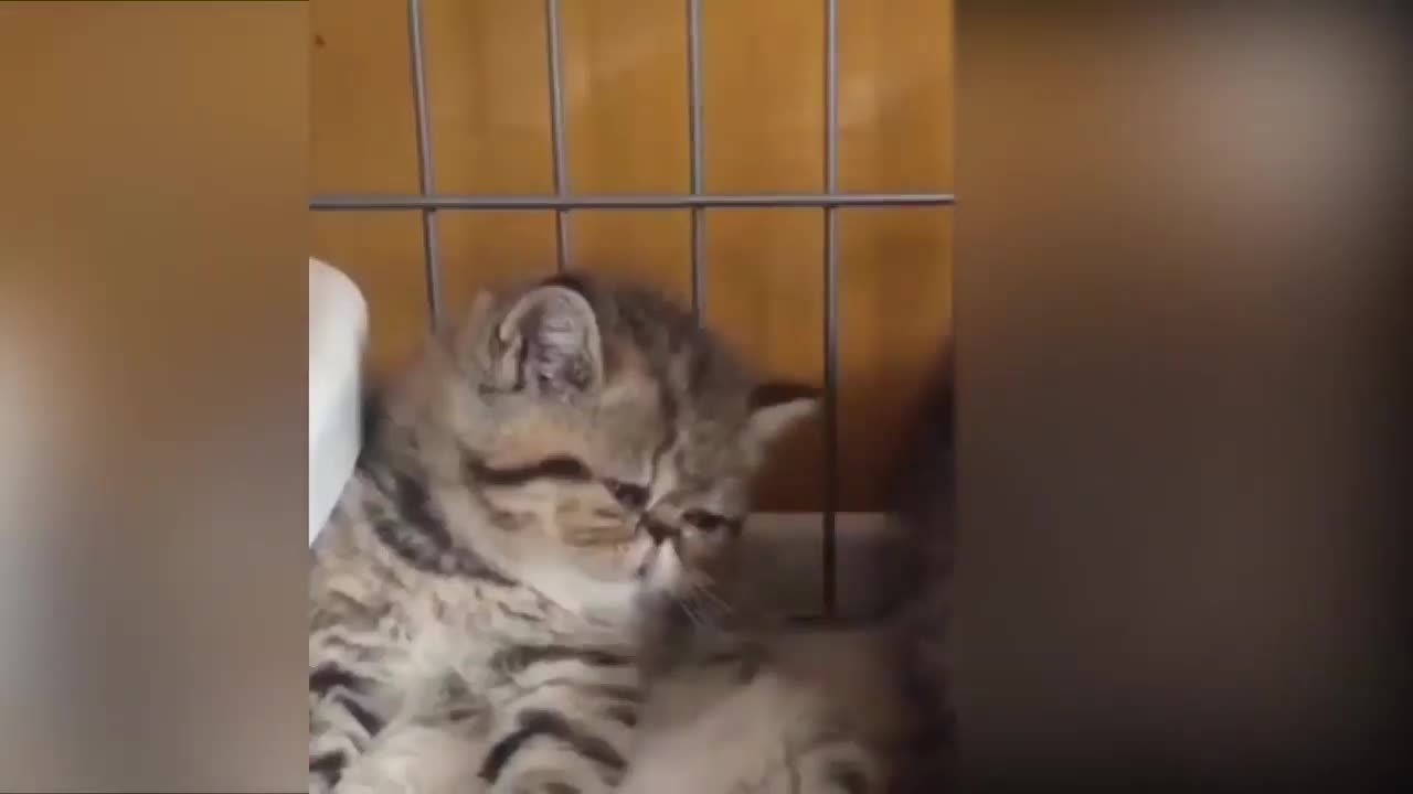 Tiktok Cute CATS