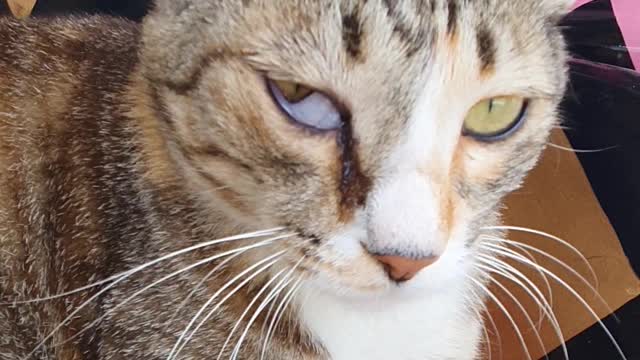 cat washing face