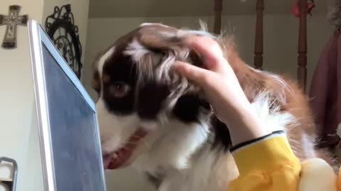 Australian Shepherd Wants All the Attention