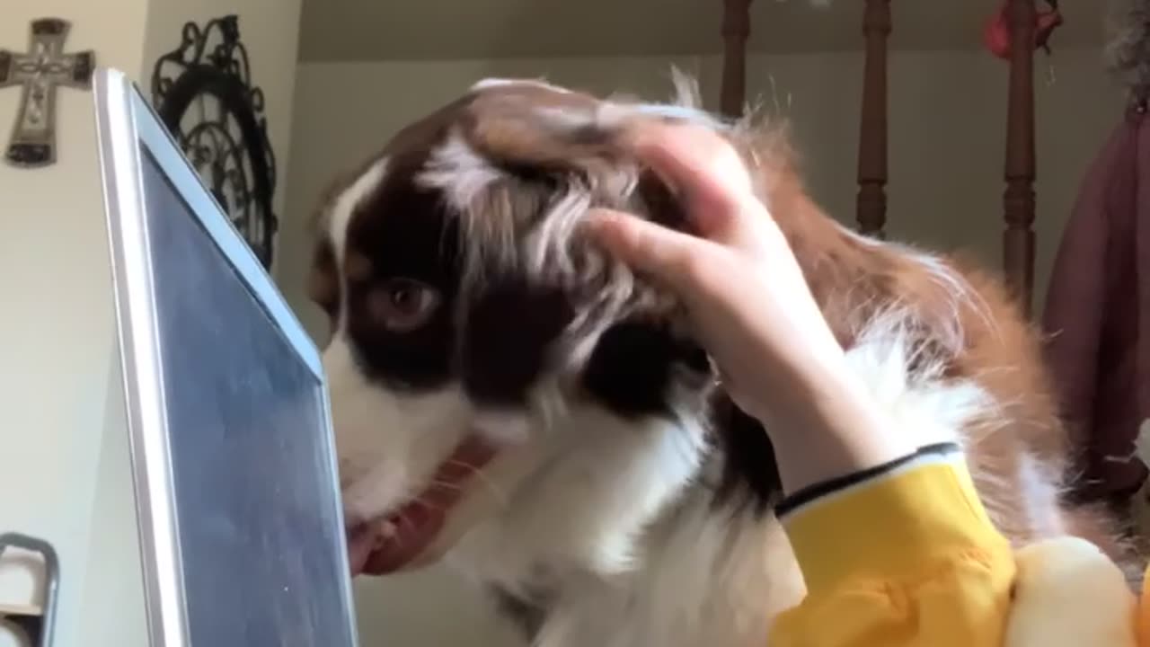 Australian Shepherd Wants All the Attention