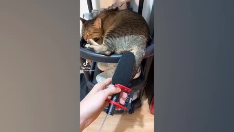 Funny cat