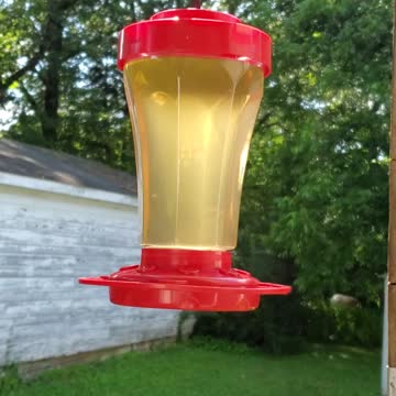 Ruby-Throated Hummingbird