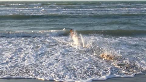 Video playing and swimming dogs in the sea