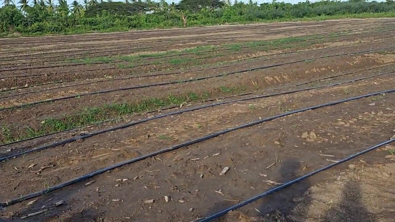 Hydroponics farming at NAREI E.C.D #hydroponicsfarm #Guyana #OurPlanforProsperity