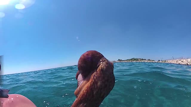 Octopus Catch