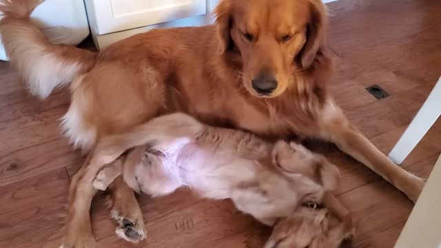 Golden Retriever Dad Tells Daughter Playtime is Over