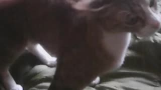 Cat love mine but they also love money