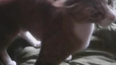 Cat love mine but they also love money