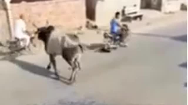 Cow/ Bull Fight Funny Clip