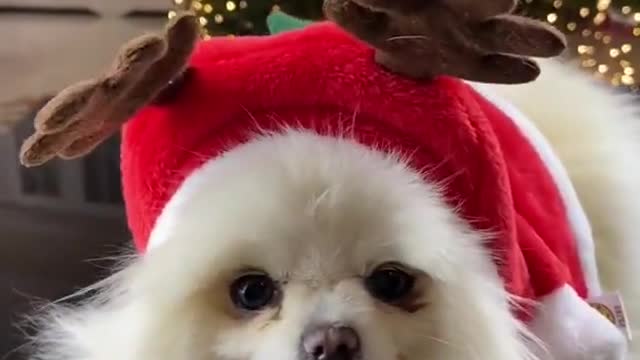 Funny Dogs Christmas Mood 2021 - Little Cute Dog Videos Compilation #shorts