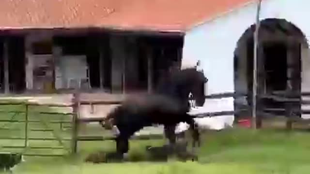 Horse playing in garden..