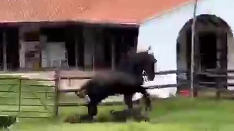 Horse playing in garden..