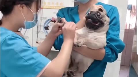 Funny Dog vaccination