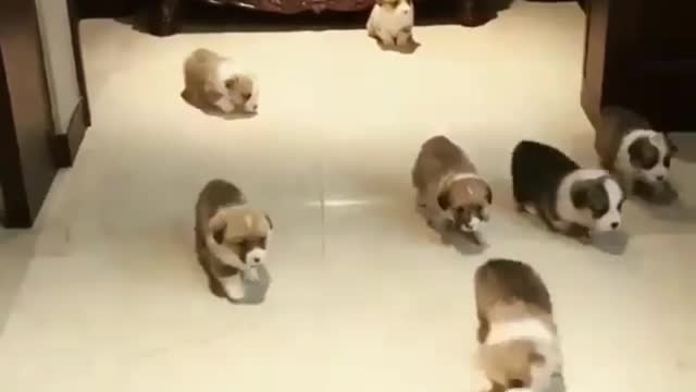 Dog concentration team
