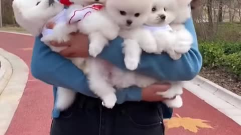 So cute animals so cute puppy