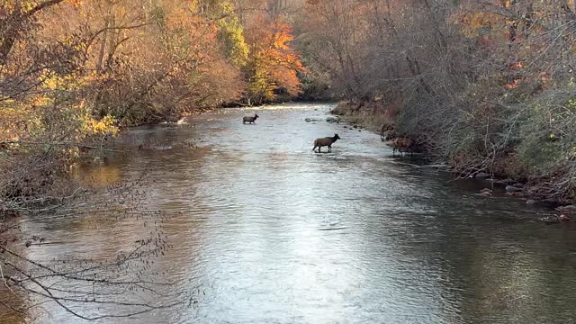 Beautiful Elk Seen Crossing Stream