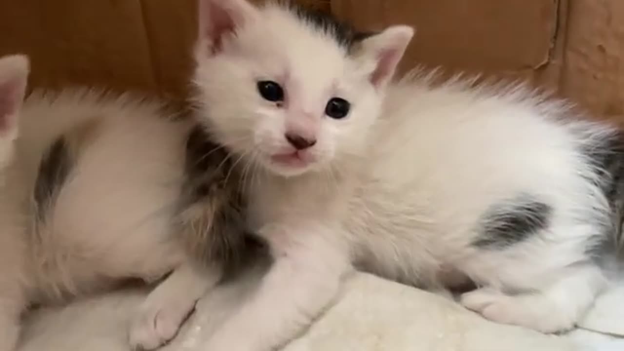 Rescue Lost kitten crying in the cold rain, God please protect this poor kitten Baby Cat!