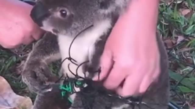 Koala Freed!