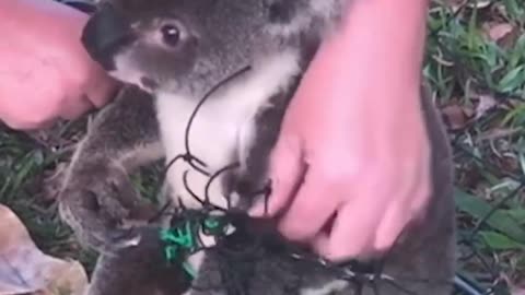 Koala Freed!