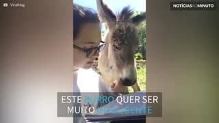 Jovem tenta dar aula para burro distraído