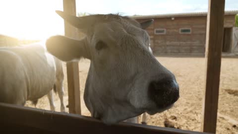 Slow Motion Milk cows eats at the farm