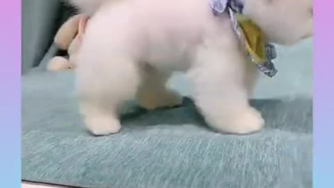 Cute, Funny Puppies Video