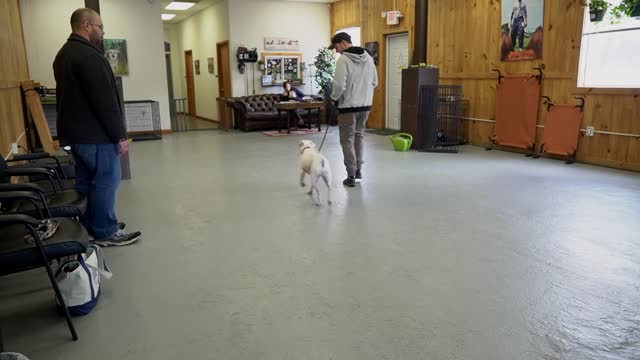 Extremely dog training between a pitbull & a leash