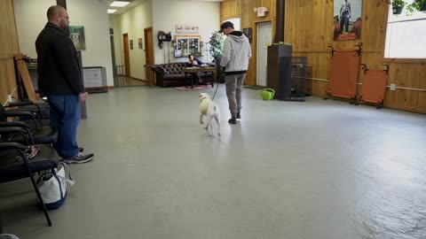 Extremely dog training between a pitbull & a leash