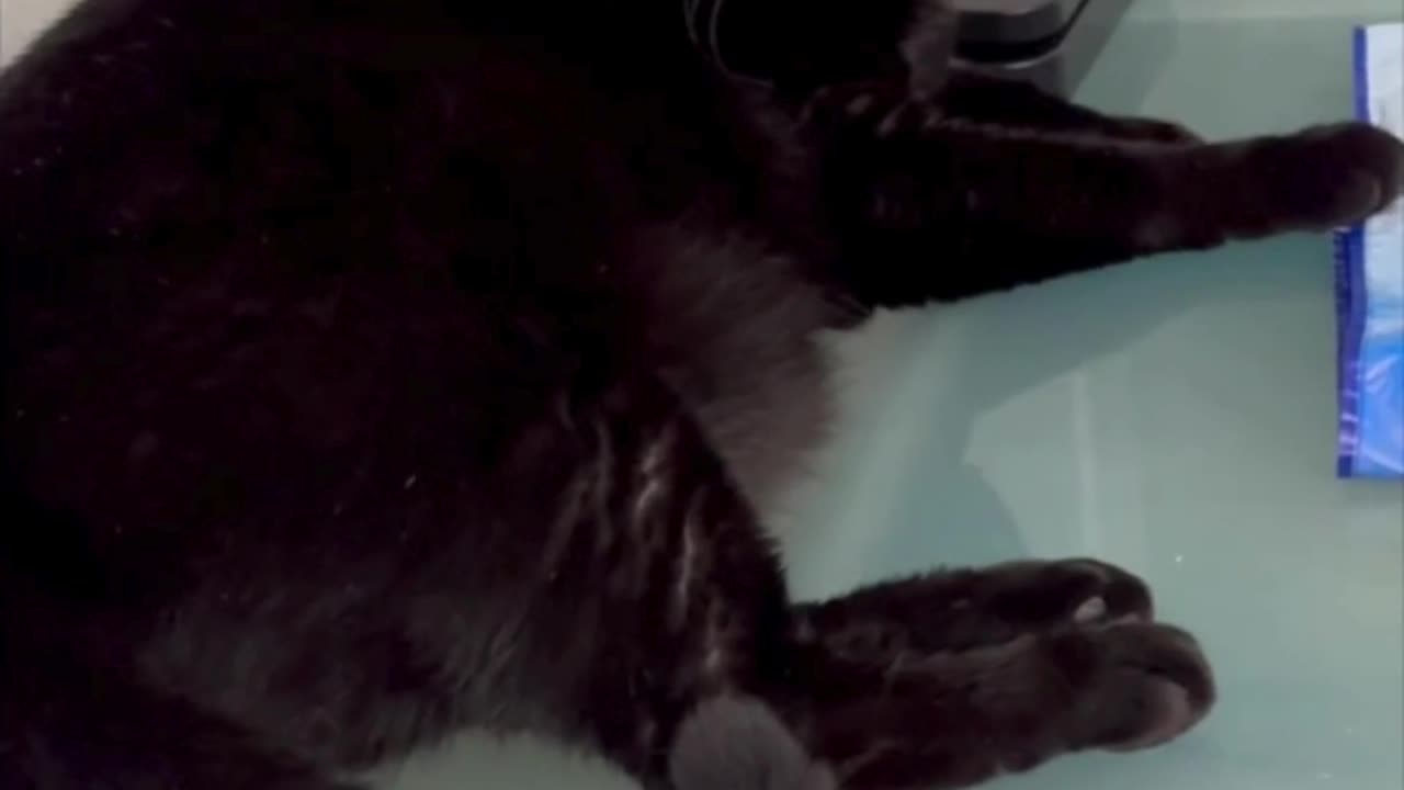 Adopting a Cat from a Shelter Vlog - Cute Precious Piper Takes a Moment to Compose Herself #shorts