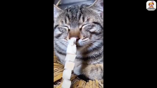 funny animal videos 2022 π - best dogs and cats videos πΊπ #5 - animal network animal network
