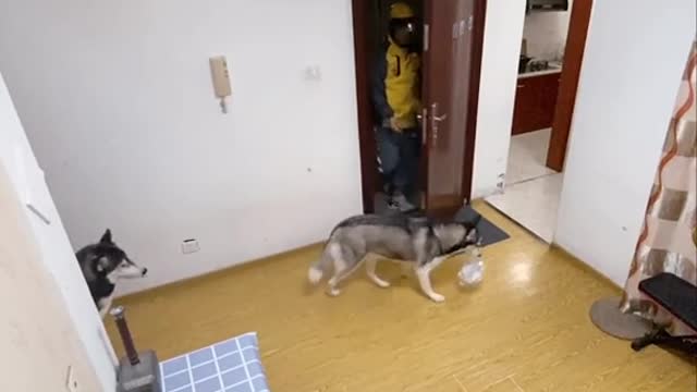 Husky taking food delivery