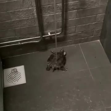 A turtle dancing with water🤣