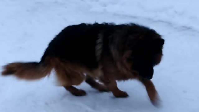 dog playing with a ball