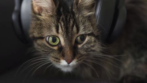 Cute tabby domestic cat in headphones listens to music and shakes his head to the beat. Funny video