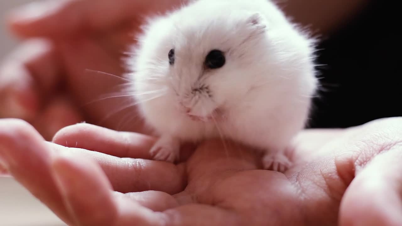 Hamster eats fast it's beautiful
