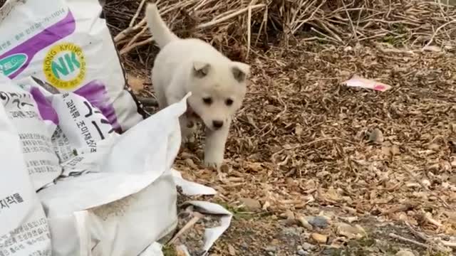 The country dog living in Korea is excited.