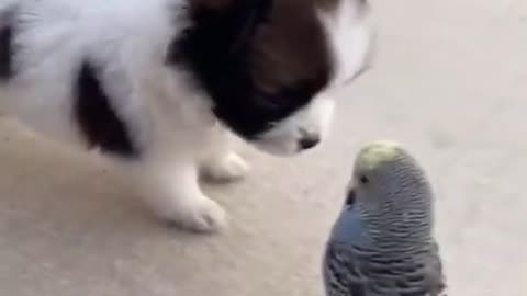 🤣 Funniest Pets - Awesome Funny Pet Animals Videos 😇 #short
