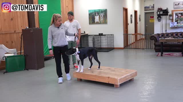 How To Train Any Dog The Basics- Dog Training Made Simple