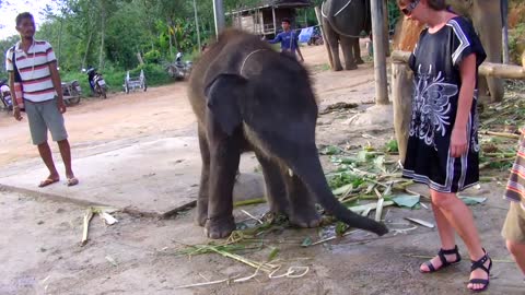 Very sad crazy baby elephant