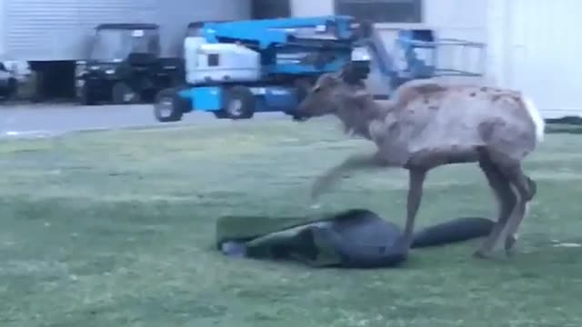 Deer stomping on rug