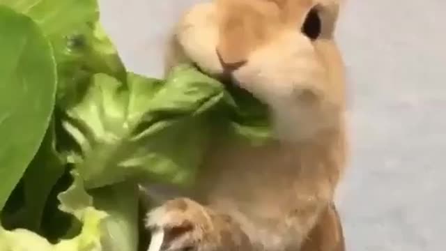 This bunny looks hungry