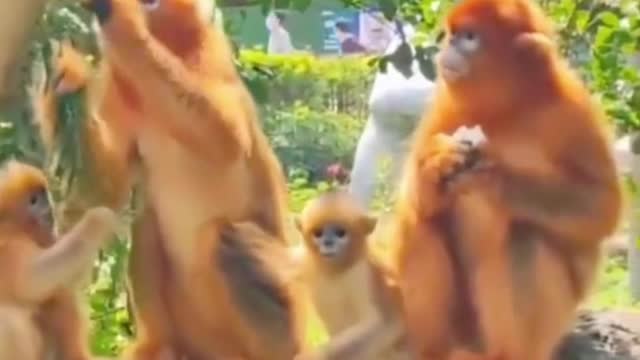 What are these monkeys eating? It looks like eating a peach off a tree