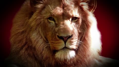 King of animals,ملك الحيوانات,Roi des animaux,动物之王