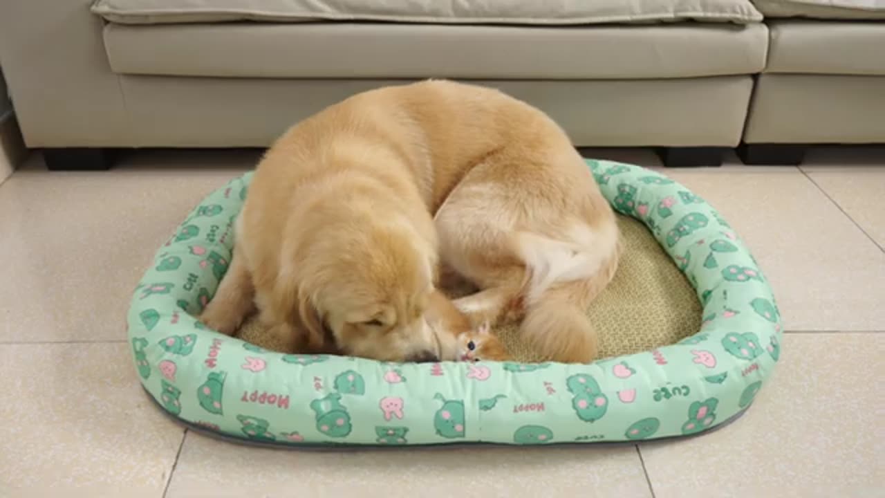 Funny Animal Video #JustforFun #Funny <3 #Cats&Dogs #Cat Video 30