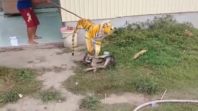 Wow Nice Funny!!! Fake Tiger Prank Dog Run Try To Stop Laugh Challenge 2021