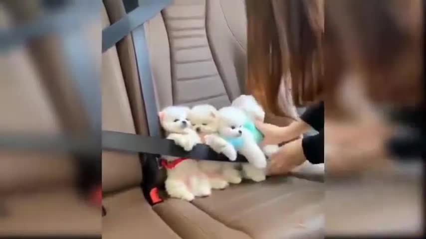 puppy good