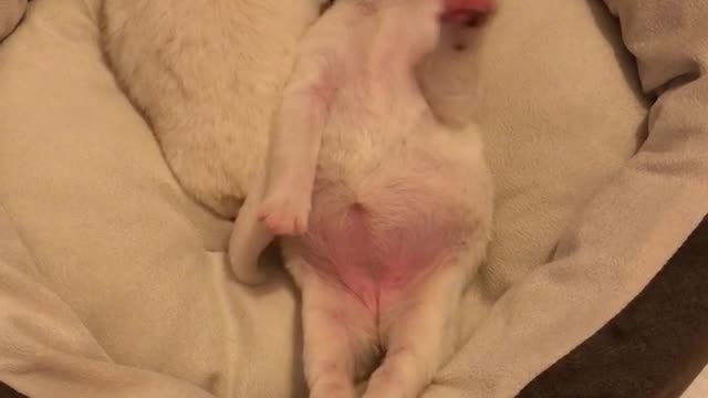 Puppy stretches while sleeping