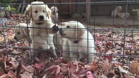 Mia puppies- fall litter